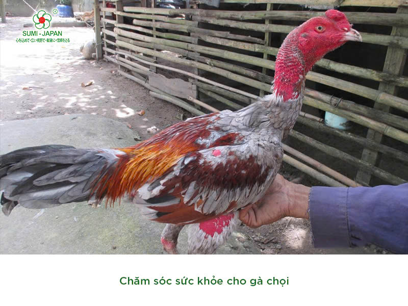 cham-soc-ga-choi-truoc-khi-di-da